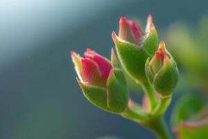 Close-up of three unopened pink flower buds on a stem, soft-focus background. photo