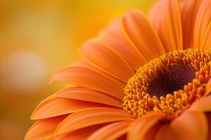 Close-up of vibrant orange gerbera daisy. photo