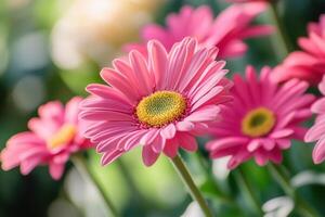 Close-up of vibrant pink gerbera daisies in soft sunlight. photo