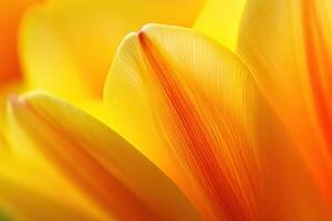 Close-up of vibrant yellow and orange tulip petals, showcasing delicate texture and sunlight. photo