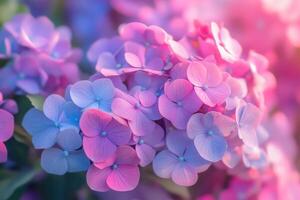 Close-up of vibrant pink and blue hydrangea blossoms. photo