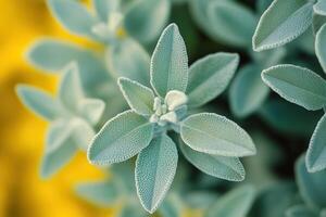 Close-up of silvery-green sage leaves. photo