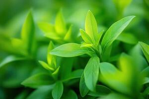 Close-up of vibrant green leaves illuminated by sunlight, showcasing new growth and natural textures. photo