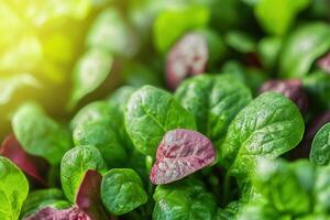 Close-up of vibrant green and red spinach leaves glistening with morning dew under sunlight. photo