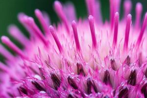 Close-up of vibrant pink thistle flower, showcasing intricate details of petals and pistils. photo