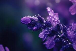Dew-kissed lavender blossoms, close-up. photo