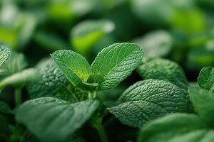 Lush green mint leaves close-up. photo