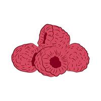 Hand-drawn illustration of a raspberry sketch in color. Raspberry icon in doodle style. vector