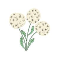 Drawing of a dandelion. Sketch, line drawing, design element for postcards, tags. A spring flower on a white background. Medicinal herb. vector