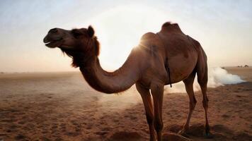 A camel is standing in the desert with smoke coming out of its mouth video