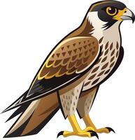Charismatic Falcon Bird Illustration Available on EPS File vector