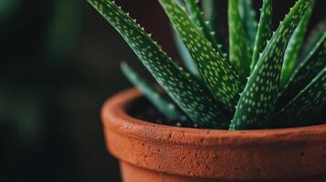 a healthy Aloe Vera plant in a terracotta pot. photo