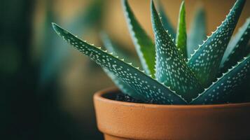 a healthy Aloe Vera plant in a terracotta pot. photo