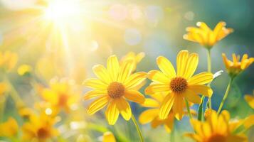 A Meadow of Cheerful Yellow Daisies Bathed in Sunlight photo