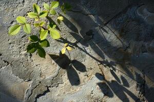 Plant Silhouette Creating a Dramatic Long Shadow on the Ground photo