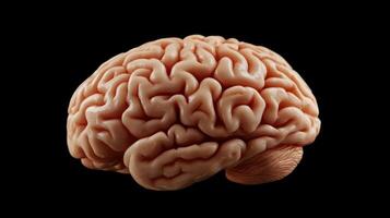 Detailed Close-Up of a Brain Model Highlighting Gigapixel Standards for Educational Purposes photo