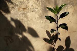Plant Silhouette Creating a Dramatic Long Shadow on the Ground photo