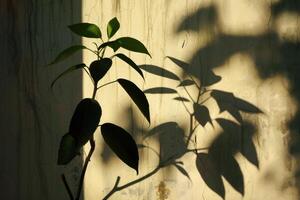 The Artistic Play of a Plant Silhouette Casting a Long Shadow in the Evening Light photo