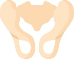 A human pelvis with a large bone in the middle vector