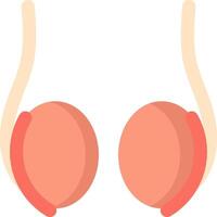 A pair of testicles with two balls on each side vector