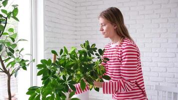 young Caucasian millennial woman caring about plants at home doing her daily routine, white brick wall background video