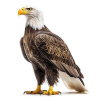 An American Bald Eagle isolated on a clean white background, showcasing its majestic presence photo