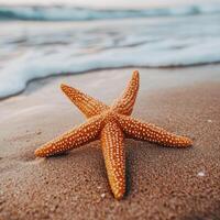 A close-up of a sea star starfish resting on the sand of a beach photo