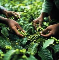 people picking green coffee on the plantation photo