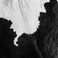 A black and white photo of a cow's hide