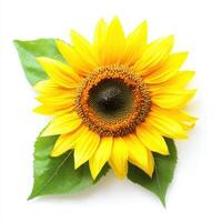 Sunflower flower on a light background photo