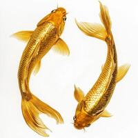 Golden Koi Fishes isolated photo