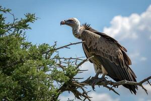 Majestic Vulture Perched on a Branch in Natural Habitat photo