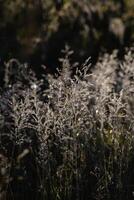 A field of grass with a few specks of light shining through the leaves photo