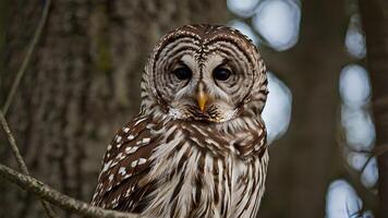 Serene Barred Owl Portrait in Forest Setting photo