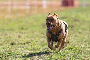 Pit Bull running straight on camera and chasing coursing lure on green field photo