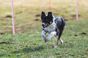 Border Collie running straight on camera and chasing coursing lure on green field photo