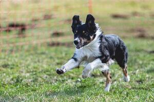 Border Collie running straight on camera and chasing coursing lure on green field photo