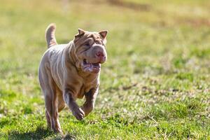 Shar Pei dog running straight on camera and chasing coursing lure on green field photo