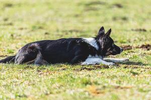Border Collie running straight on camera and chasing coursing lure on green field photo