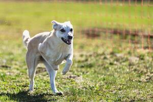 Dog running straight on camera and chasing coursing lure on green field photo