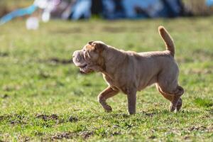 Shar Pei dog running straight on camera and chasing coursing lure on green field photo