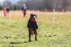 Dobermann dog running straight on camera and chasing coursing lure on green field photo
