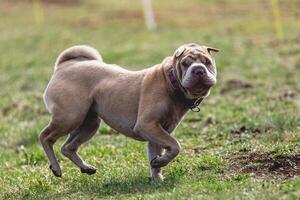 Shar Pei dog running straight on camera and chasing coursing lure on green field photo