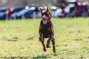 Dobermann dog running straight on camera and chasing coursing lure on green field photo