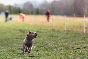 Shar Pei dog running straight on camera and chasing coursing lure on green field photo