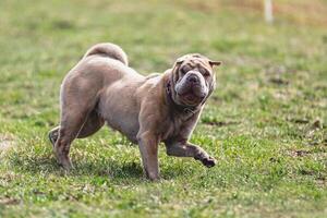 Shar Pei dog running straight on camera and chasing coursing lure on green field photo
