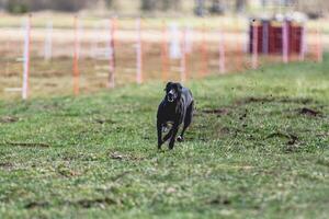 Whippet sprinter running straight on camera and chasing coursing lure on green field photo