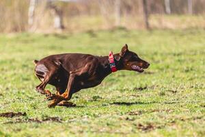 Dobermann dog running straight on camera and chasing coursing lure on green field photo