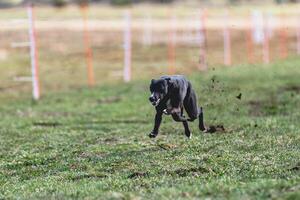 Whippet sprinter running straight on camera and chasing coursing lure on green field photo