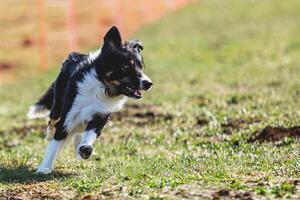 Border Collie running straight on camera and chasing coursing lure on green field photo